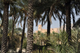 Nakhl Fort from the oasis