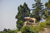 Tiger statue behind the restaurant, Kaesong