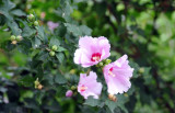Hibiscus syriacus, the national flower of South Korea