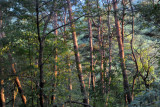 Forest of Mount Myohyang Nature Reserve