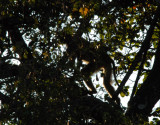 Monkey in a tree overhanging the Kafue River