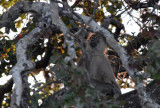 Yellow Baboon (Papio cynocephalus) in a tree, Kafue National Park