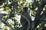 Yellow Baboon (Papio cynocephalus) in a tree, Kafue National Park
