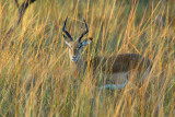 Male impala in the tall grass near Puku Pan Safari Lodge