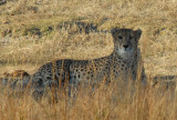 Cheetah, the worlds fastest land animal