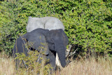 Elephants - the blackness is just because its wet, Puku Pan