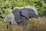 Elephants, Puku Pan