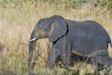 Puku Pan - elephant