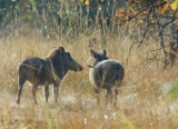 Warthogs