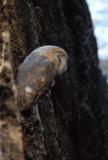 African grass-owl (Tyto capensis) - or Barn Owl