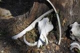 Warthog skull at McBrides Camp