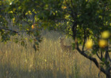 The resident dominant male puku refuses to run away but keeps a keen eye on the three resting lions in his territory