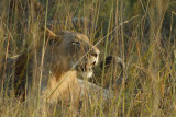 Young male lion resting near McBrides Camp, Kafue National Park