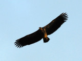 Vulture soaring overhead