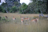 Small herd of impala, the fast food of the African bush