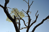 Vine climbing a dead tree, Kafue National Park