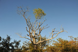 Vine climbing a dead tree, Kafue National Park