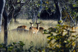Bachelor herd of Puku, Kafue National Park