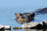 Hippo in the hot spring near McBrides Camp, Kafue National Park