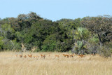 Herd of impala, Kafue National Park