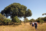 Walking through the bush of Kafue National Park back to McBrides Camp