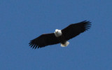 African Fish Eagle, the National Bird of Zambia