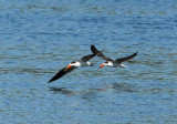 The African skimmers still circling in the same spot several hours later