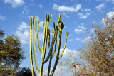 Cactus, Kafue National Park