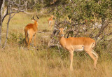 Impala, Kafue National Park