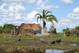 Grass hut of the local people at the edge of the swamp
