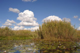 Bangweulu Swamps with white puffy clouds