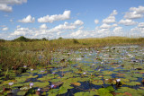 Lily covered open water of the Bangweulu Swamps