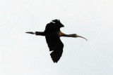 Ibis (Sacred or Glossy) in flight over the Bangweulu Swamps, Zambia
