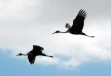 Wattled Crane (Bugeranus carunculatus) in flight over the Bangweulu Swamps