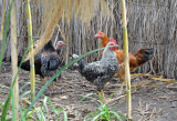 Chickens, Bangweulu Swamp