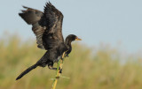 Reed Cormorant (Phalacrocorax africanus), Bangweulu Swamps