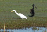 Egret and Open-billed Stork