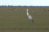 Wattled Crane (Bugeranus carunculatus), Bangweulu Flats