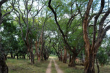 Road on Shiwa Ngandu Estate, northeast Zambia