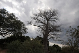 Baobab on a cloudy day as we drive from Mfuwe Airport