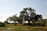 Walking safari, Wildlife Camp