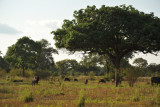 We come across a herd of buffalo on our walking safari