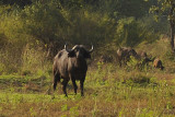 The African Buffalo, one of the Big 5, has a reputation as a very dangerous animal