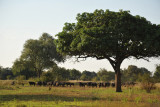 As we are spotted by the buffalo, the herd stops grazing and gathers together in a group