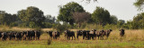 Herd of African Buffalo near Wildlife Camp