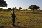 Zambian scout watching for any signs of trouble from the buffalo herd