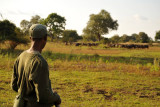 Zambian scout from Wildlife Camp watching buffalo