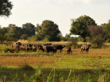 African buffalo near Wildlife Camp