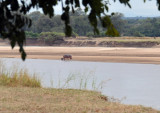 Mother hippo emerging from the river with a tiny baby following