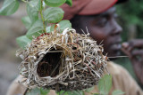 Apparently female weaver birds are very fussy and will not accept less-than-perfect nests